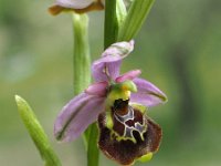 Ophrys holoserica 51, Saxifraga-Hans Dekker
