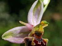 Ophrys holoserica 7, Saxifraga-Hans Dekker