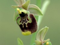 Ophrys holoserica ssp annae 14, Saxifraga-Hans Dekker