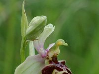 Ophrys holoserica ssp elatior 17 Saxifraga-Willem van Kruijsbergen