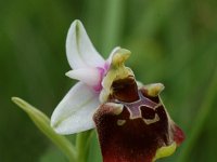 Ophrys holoserica ssp elatior 19, Saxifraga-Willem van Kruijsbergen