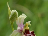 Ophrys holoserica ssp elatior 20, Saxifraga-Willem van Kruijsbergen