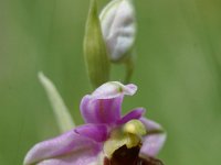 Ophrys holoserica ssp elatior 21, Saxifraga-Willem van Kruijsbergen