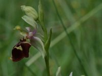 Ophrys holoserica ssp elatior 22, Saxifraga-Willem van Kruijsbergen