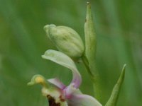 Ophrys holoserica ssp elatior 23, Saxifraga-Willem van Kruijsbergen