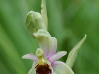 Ophrys holoserica ssp elatior 24, Saxifraga-Willem van Kruijsbergen