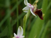 Ophrys holoserica ssp elatior 25, Saxifraga-Willem van Kruijsbergen