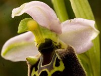 Ophrys holoserica subsp. episcopalis : Gebied, Israel, Ophrys, Orchid, www.Saxifraga.nl
