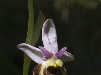 Ophrys holoserica ssp holoserica 33, Saxifraga-Marijke Verhagen