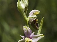 Ophrys holoserica ssp holoserica 34, Saxifraga-Marijke Verhagen