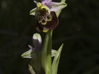 Ophrys holoserica ssp holoserica 36, Saxifraga-Marijke Verhagen