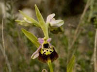 Ophrys holoserica ssp holoserica 40, Saxifraga-Willem van Kruijsbergen