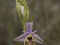 Ophrys holoserica ssp holoserica 41, Saxifraga-Willem van Kruijsbergen