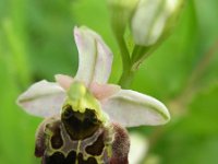 Ophrys holosericea ssp holubyana 44, Saxifraga-Jan Willem Jongepier