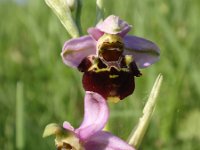 Ophrys holosericea ssp holubyana 46, Saxifraga-Jan Willem Jongepier