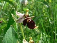 Ophrys holosericea ssp holubyana 47, Saxifraga-Jan Willem Jongepier