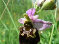 Ophrys holosericea ssp holubyana 48, Saxifraga-Jan Willem Jongepier