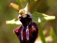 Ophrys incubacea 1, Saxifraga-Hans Dekker