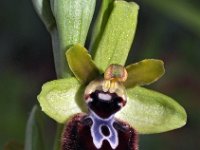 Ophrys incubacea 10, Saxifraga-Hans Dekker
