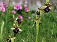 Ophrys incubacea 12, Saxifraga-Hans Dekker