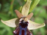 Ophrys incubacea 13, Saxifraga-Hans Dekker