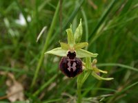 Ophrys incubacea 14, Saxifraga-Dirk Hilbers