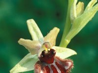 Ophrys incubacea 2, Saxifraga-Hans Dekker