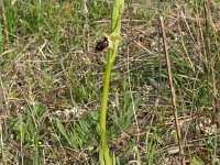 Ophrys incubacea 3, Saxifraga-Rien Schot