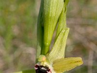 Ophrys incubacea 4, Saxifraga-Rien Schot