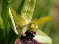 Ophrys incubacea 6, Saxifraga-Hans Dekker