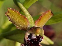 Ophrys incubacea 7, Saxifraga-Hans Dekker