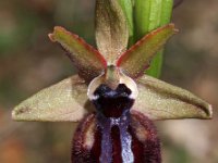 Ophrys incubacea 9, Saxifraga-Hans Dekker