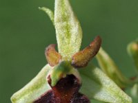 Ophrys incubacea var septentrionalis 16, Saxifraga-Hans Dekker