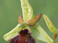 Ophrys incubacea var septentrionalis 19, Saxifraga-Hans Dekker