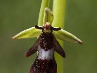Ophrys insectifera 1, Vliegenorchis, Saxifraga-Marijke Verhagen