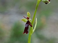 Ophrys insectifera 11, Vliegenorchis, Saxifraga-Willem van Kruijsbergen