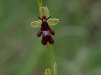 Ophrys insectifera 12, Vliegenorchis, Saxifraga-Willem van Kruijsbergen