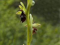 Ophrys insectifera 13, Vliegenorchis, Saxifraga-Marijke Verhagen