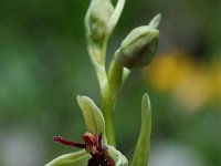Ophrys insectifera 15, Vliegenorchis, Saxifraga-Willem van Kruijsbergen