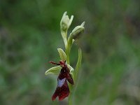 Ophrys insectifera 16, Vliegenorchis, Saxifraga-Willem van Kruijsbergen