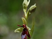 Ophrys insectifera 17, Vliegenorchis, Saxifraga-Willem van Kruijsbergen