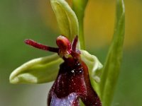 Ophrys insectifera 18, Vliegenorchis, Saxifraga-Willem van Kruijsbergen