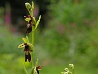 Ophrys insectifera 19, Vliegenorchis, Saxifraga-Hans Dekker