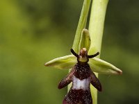 Ophrys insectifera 2, Vliegenorchis, Saxifraga-Marijke Verhagen