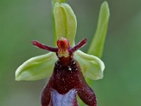 Ophrys insectifera 20, Vliegenorchis, Saxifraga-Willem van Kruijsbergen