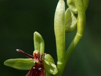 Ophrys insectifera 21, Vliegenorchis, Saxifraga-Willem van Kruijsbergen