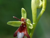 Ophrys insectifera 22, Vliegenorchis, Saxifraga-Willem van Kruijsbergen