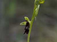 Ophrys insectifera 23, Vliegenorchis, Saxifraga-Willem van Kruijsbergen