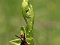 Ophrys insectifera 24, Vliegenorchis, Saxifraga-Hans Dekker