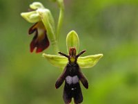 Ophrys insectifera 25, Vliegenorchis, Saxifraga-Hans Dekker